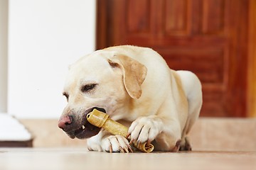 Image showing Dog with bone