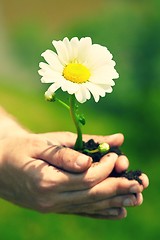 Image showing Flower in palm