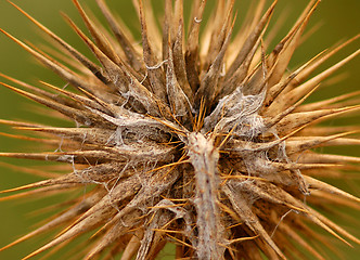 Image showing Thistle