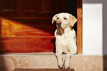 Image showing Dog is waiting