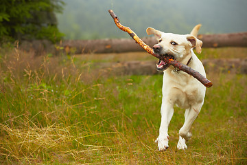 Image showing Dog with stick