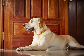 Image showing Dog at home