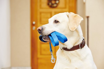 Image showing Dog with leash