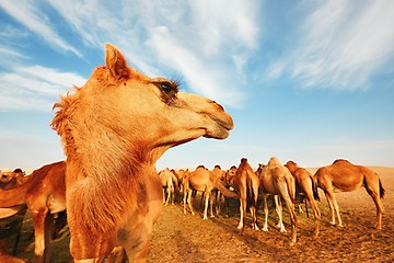 Image showing Herd of camels