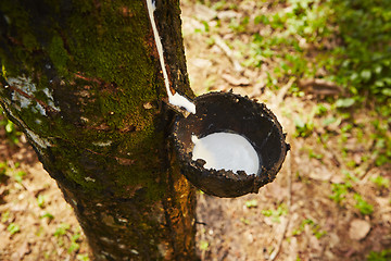 Image showing Rubber tree