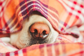 Image showing Dog under the blanket