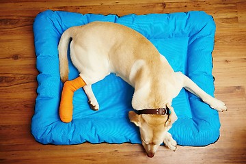 Image showing Dog with broken leg