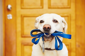 Image showing Dog with leash