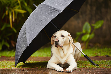 Image showing Dog in rain