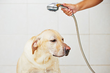 Image showing Dog in bathroom