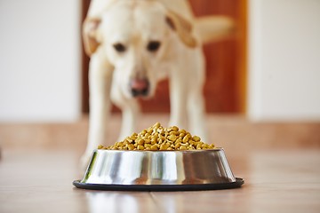 Image showing Hungry dog