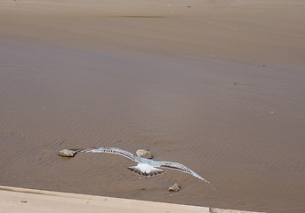 Image showing Seagull bird animal