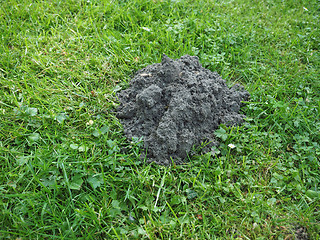 Image showing Mole holes in a lawn