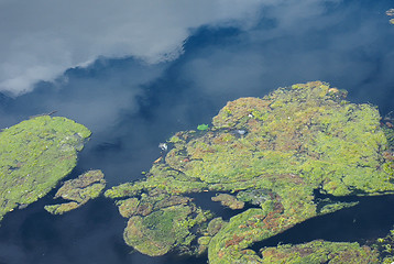 Image showing Algae in a pond