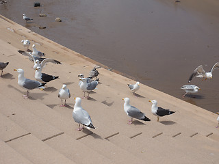 Image showing Seagull bird animal