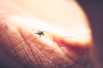 Image showing Tick