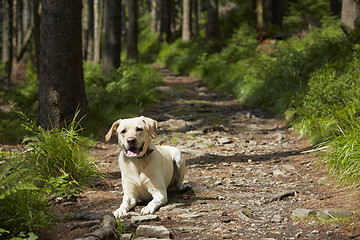 Image showing Dog in forest