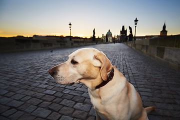 Image showing Dog at the sunrise