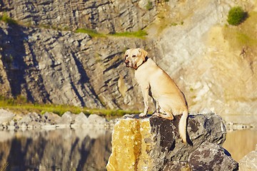 Image showing Dog in waiting