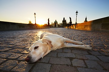 Image showing Dog at the sunrise