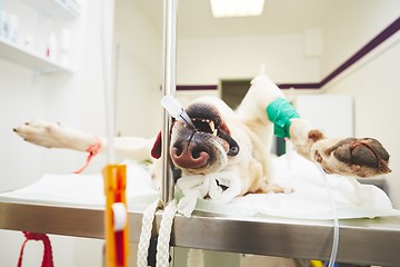 Image showing Sick dog in the veterinary clinic