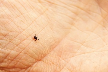 Image showing Tick