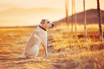 Image showing Dog at the sunset