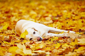 Image showing Dog in autumn