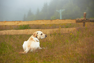 Image showing Dog in nature