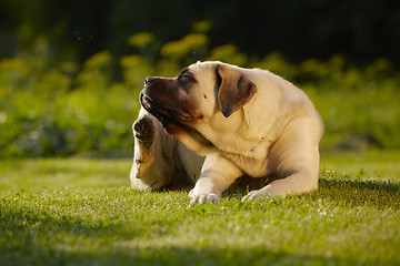 Image showing Mastiff in garden