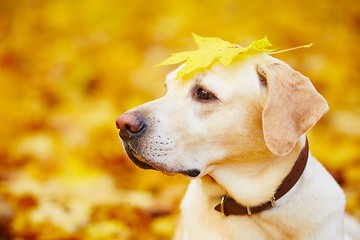 Image showing Dog in autumn