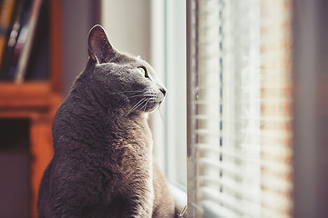 Image showing Russian blue cat