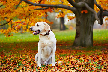 Image showing Dog in autumn park 