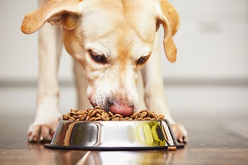 Image showing Hungry dog