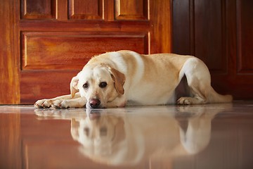 Image showing Dog at home