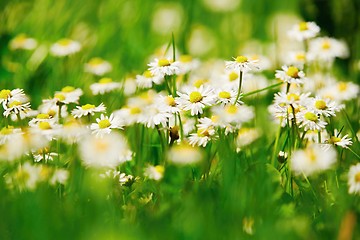 Image showing Many daisy flowers 