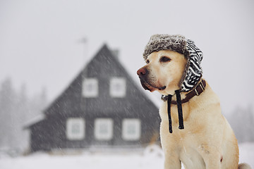 Image showing Dog with cap in winter 