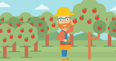 Image showing Farmer collecting apples.