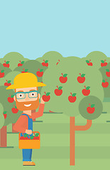 Image showing Farmer collecting apples.