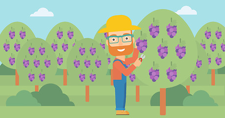 Image showing Farmer collecting grapes.