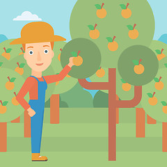 Image showing Farmer collecting oranges.