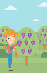 Image showing Farmer collecting grapes.