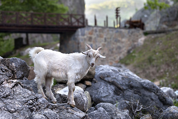 Image showing Young white goat on stones