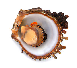 Image showing Raw seafood in shell