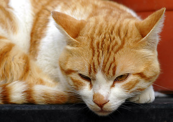 Image showing Cat