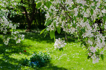 Image showing Garden with blossoming apple-trees, a spring landscape