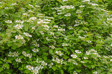 Image showing Blossoming guelder-rose