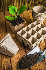 Image showing Seedlings and garden tools on a wooden surface