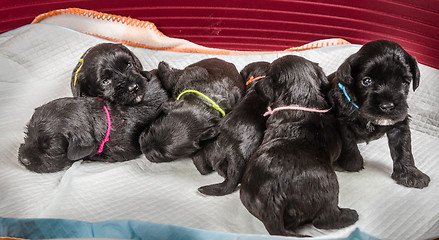 Image showing Small group puppi breed Miniature Schnauzer 