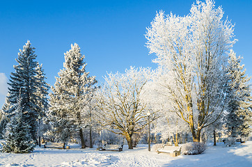 Image showing City park with trees covered with hoarfrost